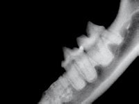 Tooth Resorption in Cats Unfortunately Often Goes Undiagnosed