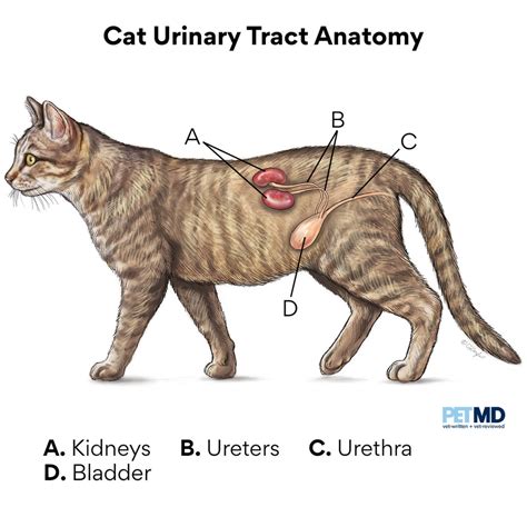 cat bladder infection causes - Nicol Bartels