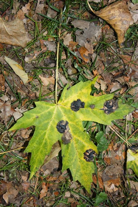 Gardening: What are Those Black Spots on my Maple Leaves?