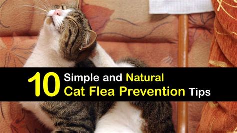 Preventing Fleas on Cats - Natural Tips for Cat Flea Prevention