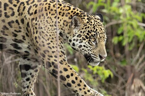 Jaguars of the Pantanal | Focusing on Wildlife