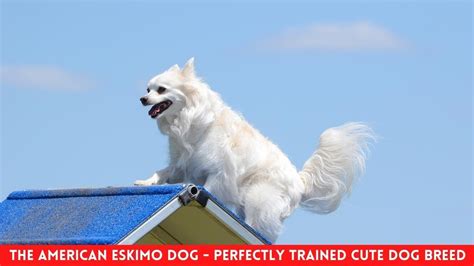 THE AMERICAN ESKIMO DOG - PERFECTLY TRAINED CUTE DOG BREED - YouTube