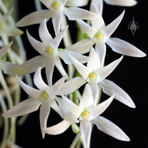 AboutOrchids » Blog Archive » Mini African Orchid Species