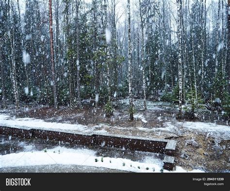 Snow Falls Forest Image & Photo (Free Trial) | Bigstock