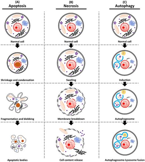 Schematic representation of the three major pathways of cell death ...