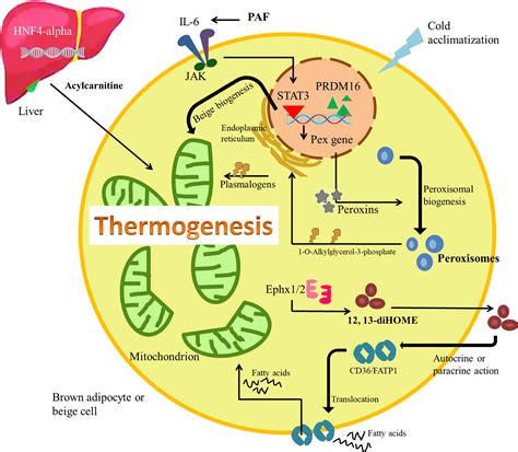 Clinical Application Potential of Small Molecules that Induce Brown Adipose Tissue Thermogenesis ...