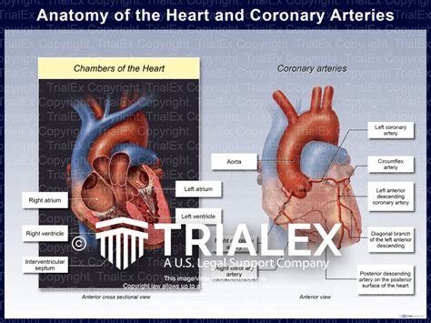 Anatomy of the Heart and Coronary Arteries - TrialExhibits Inc.