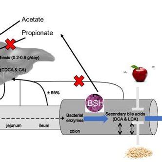 Metabolism of bile acids: Bile acid synthesis occurring in the liver ...