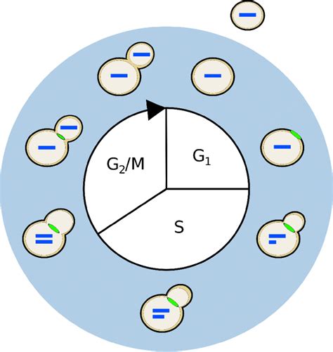 A diagram of the haploid budding yeast cell cycle. The process of cell ...