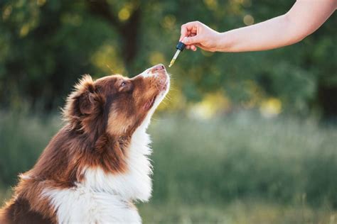 Can Dogs Get High? Understanding The Effects Of Cannabis On Canines ...