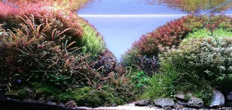 Aquascape Aquarium with Various Freshwater Plants Stock Image - Image of hobby, pure: 239106791