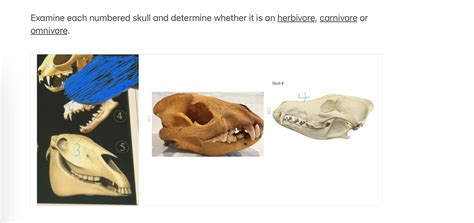 Solved Examine each numbered skull and determine whether it | Chegg.com