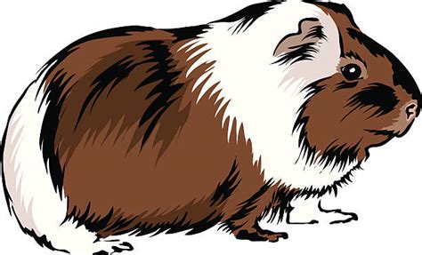 Guinea Pig Clip Art, Vector Images & Illustrations - iStock