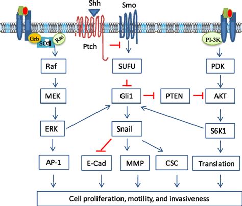 Frontiers | Sonic Hedgehog Signaling in Thyroid Cancer