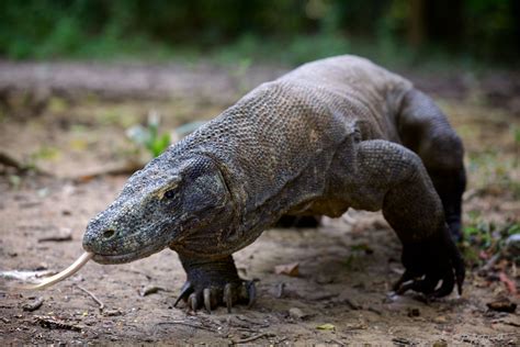 Komodo dragon, Komodo National Park, Indonesia. | Komodo dragon, Komodo, Komodo island