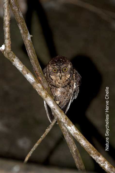 16 best images about Seychelles wildlife on Pinterest | The family, Tree leaves and Spider