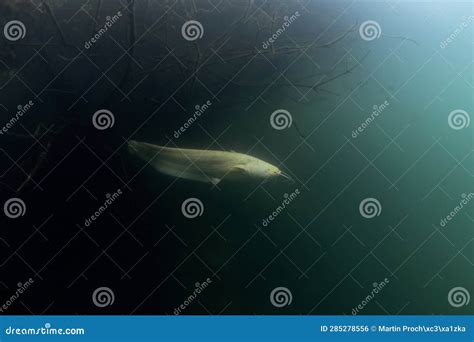 Wels Catfish, Silurus Glanis, Sheatfish, Wels Stock Photo - Image of ...