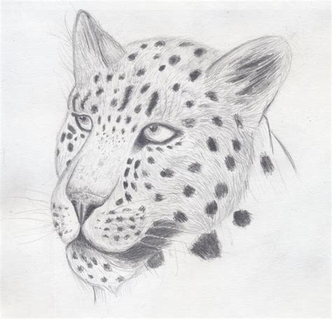 Leopard Sketch by vectorbars on DeviantArt