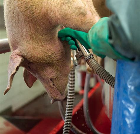 Blood Collection Systems For Pigs | Innovative Technologies (robotics, Automation, It ...