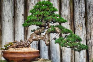 Pruning Your Bonsai: The Different Types Of Pruning You Need To Know