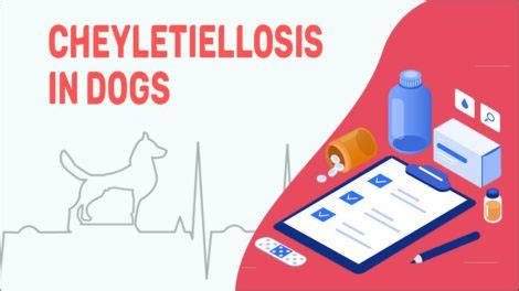 Cheyletiellosis In Dogs - Treatments & Diagnosis - Petmoo