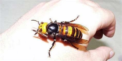 Cornell Cooperative Extension | Asian Giant Hornet