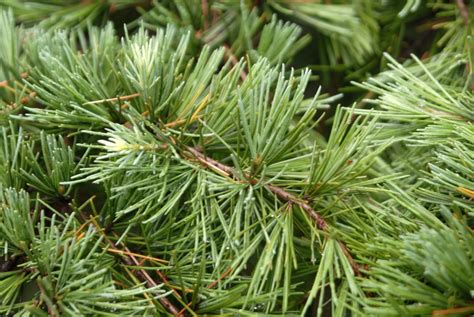 Cedrus deodara (Deodar Cedar, Himalayan Cedar) | North Carolina ...