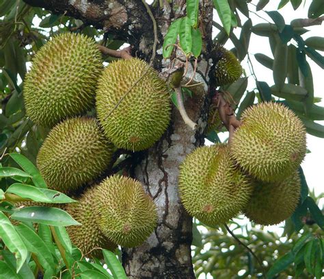 O Lovely: FRUITS AND THEIR PLANTS/TREES