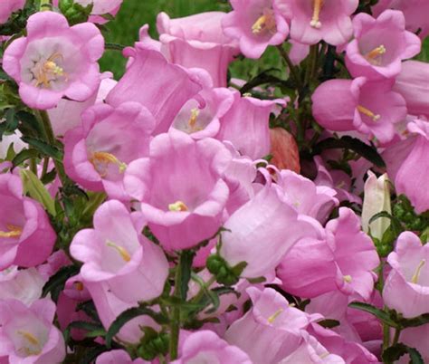 Canterbury Bells Pink Seeds - Campanula Medium