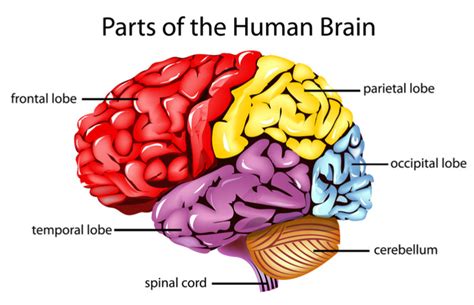 What Are the Cerebral Hemispheres? And Why Are They Important?