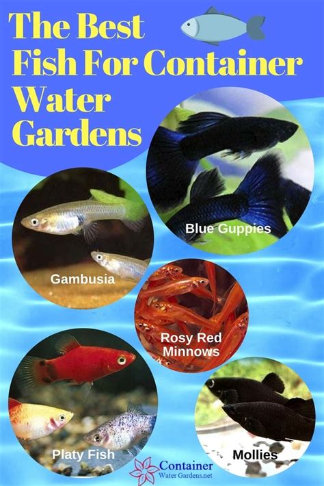 Best Fish For Small Garden Pond Uk - Garden Design Ideas