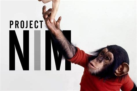 The Life Of Nim Chimpsky, The Most Human Chimp There Ever Was - Miss ...