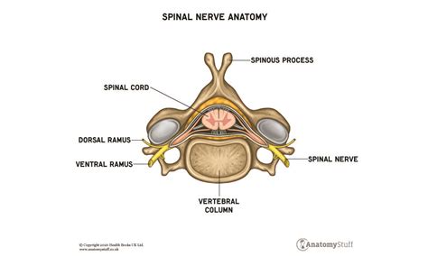 Spinal Nerve Anatomy | Human Spinal Nerves | AnatomyStuff