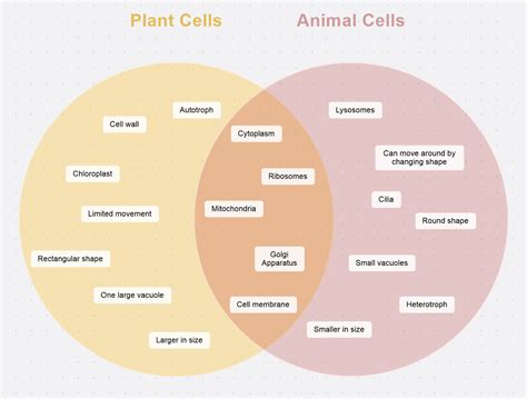 What is a Venn Diagram and How to Make One? | MindManager