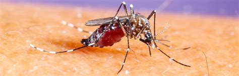 Asian tiger mosquito: how to prevent its spread