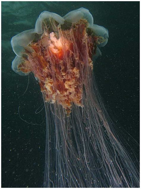 Real Monstrosities: Lion's Mane Jellyfish