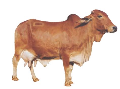 Sahiwal Breed of Cattle (साहिवाल नस्ल)