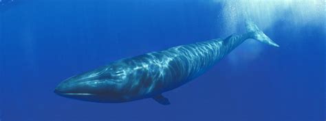 Sei Whale | Species | WWF