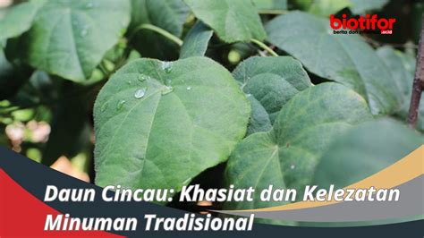 Daun Cincau: Khasiat dan Kelezatan Minuman Tradisional