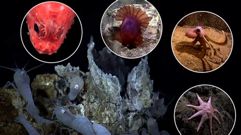 Life on a Deep Sea Vent | Ocean Today | PBS LearningMedia