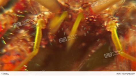 Mouth Parts Of A Hermit Crab Stock video footage | 6232390