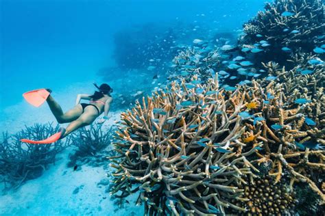 How You Can Help the Great Barrier Reef | Queensland