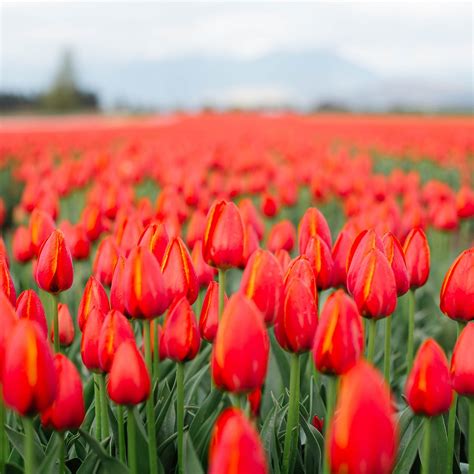 CHILLIWACK TULIP FESTIVAL - 2023 Qué saber antes de ir - Lo más ...