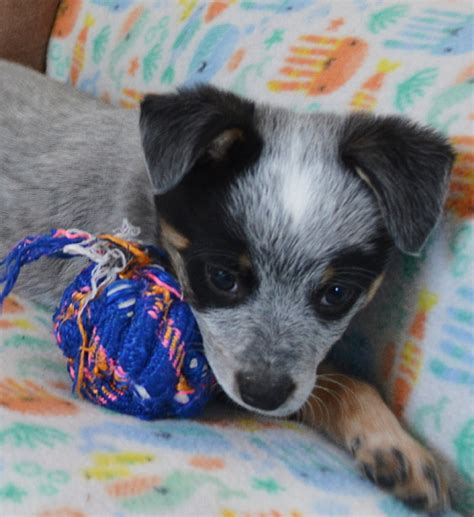 Mini Heeler Puppies