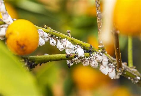 CDFA Announces One Vacancy on the Citrus Pest and Disease Prevention ...