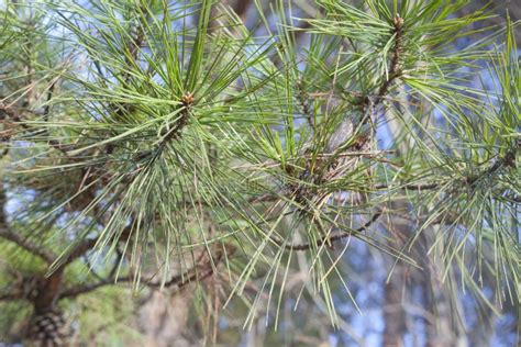 Pine Needles stock photo. Image of needles, outdoors - 37178004