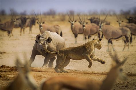 Namibia Desert Lion Conservation Safari | Wilderness Travel