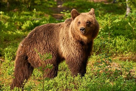 What are the Largest Bear Species? - WorldAtlas