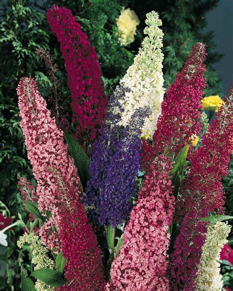 Butterfly Bush Seeds | Perennial Flower Seeds