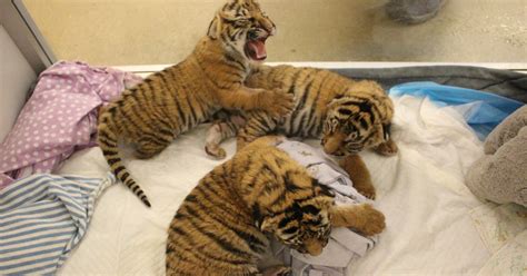 Genetically valuable Malayan tiger cubs born at Cincinnati Zoo